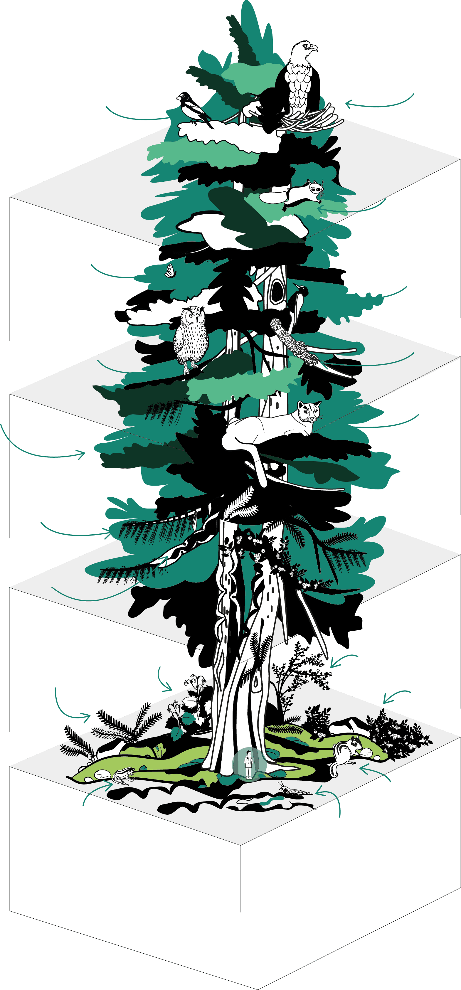 Illustration of a western redcedar with animals, plants and different habitats from the forest floor to the canopy.