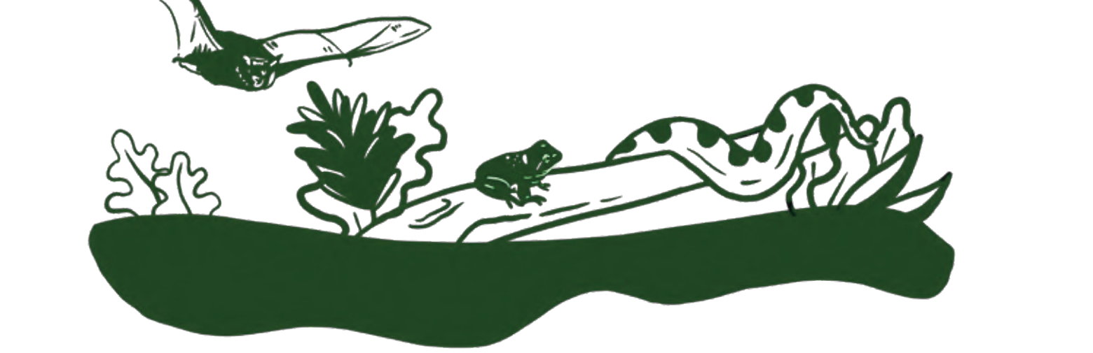 Illustration: Fledermaus, Frosch und Schlange im Regenwald