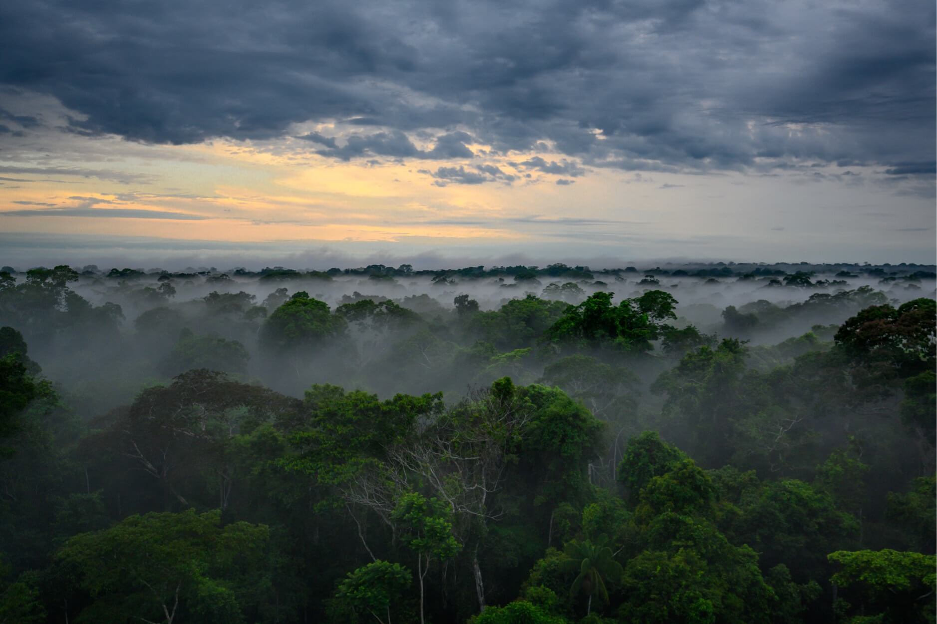 Wald in Peru von Wilderness International