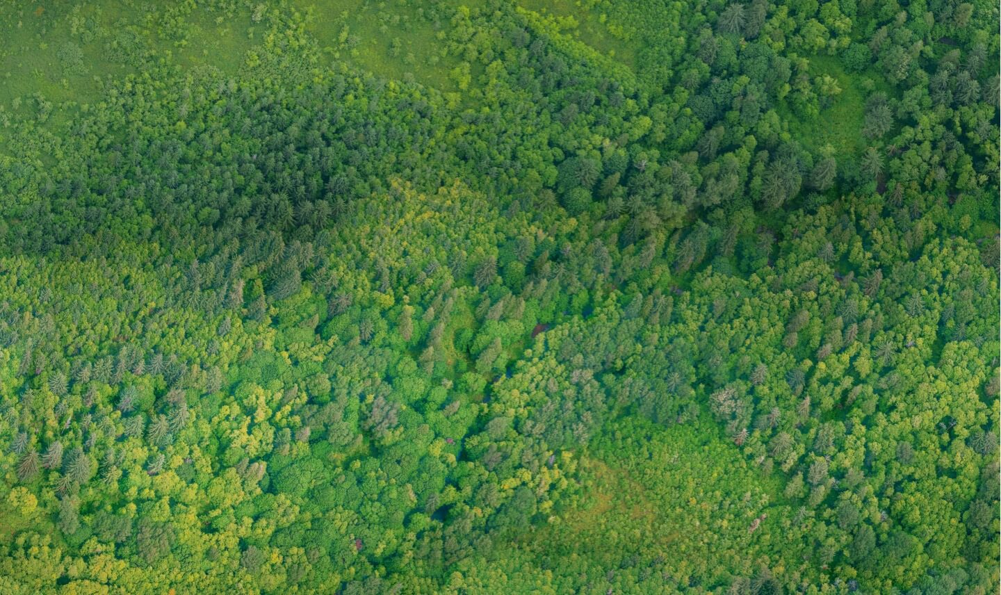 Wald in Peru von oben
