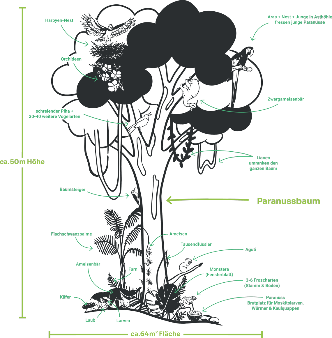 Paranussbaum in Peru von Wilderness International